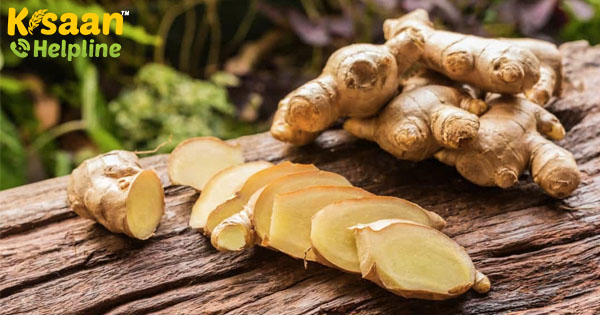 आप सभी को जादुई पौधे अदरक के बारे में जानना आवश्यक है